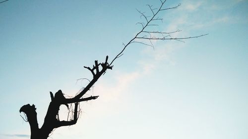 Low angle view of silhouette bare tree against sky