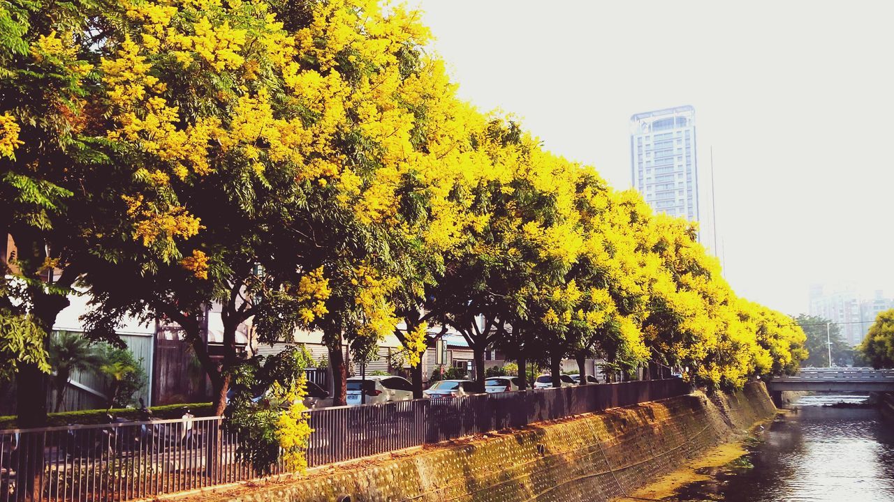 tree, architecture, building exterior, built structure, growth, yellow, clear sky, nature, branch, autumn, park - man made space, day, plant, outdoors, sunlight, beauty in nature, green color, water, no people, low angle view