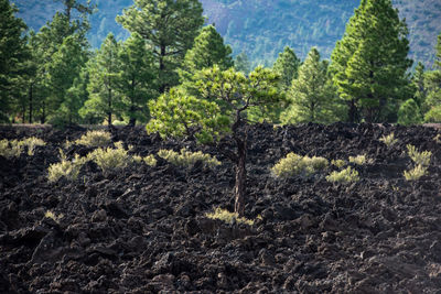 Trees growing on field