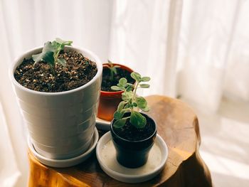 Close-up of potted plant on table