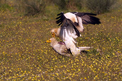 Bird flying in a field