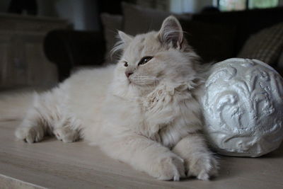 Close-up of cat sleeping