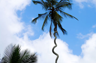 Low angle view of coconut palm tree against sky