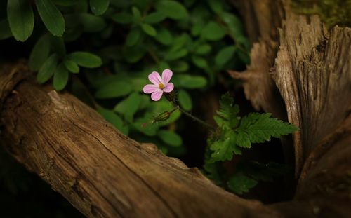 Close-up of pink flowering plant