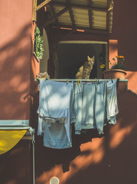 Cat relaxing on chair
