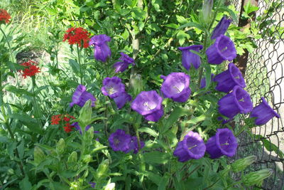 Purple flowers growing on plant