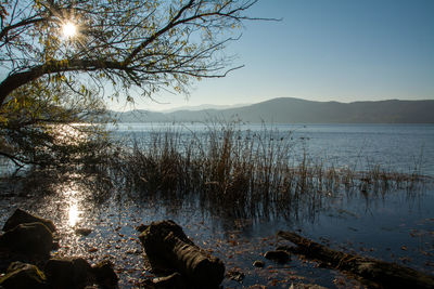 Reflection of trees in water at dusk