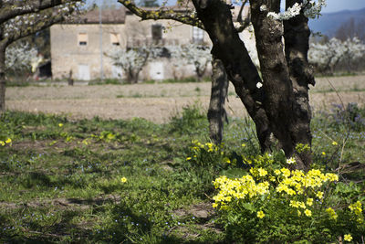 Close-up of flower tree in field