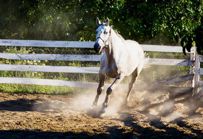 Close-up of horse