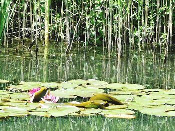 Lotus water lily in lake