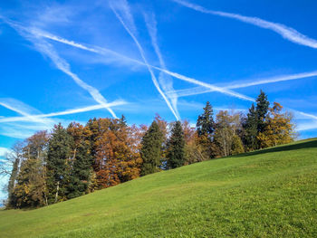 Scenic view of grassy field against blue sky