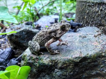 Close-up of lizard on rock