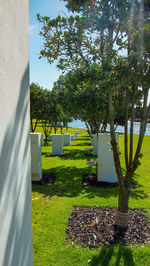 Trees growing in lawn