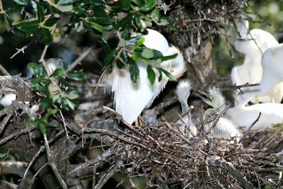 View of bird in nest