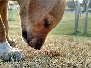 Close-up of horse on field