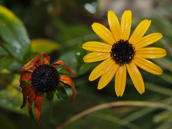 Close-up of yellow flower blooming outdoors