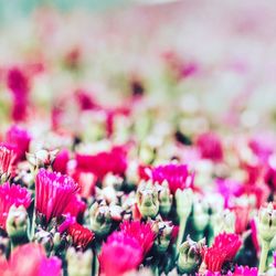 Close-up of pink flowers blooming outdoors