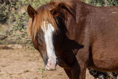 View of a horse on field