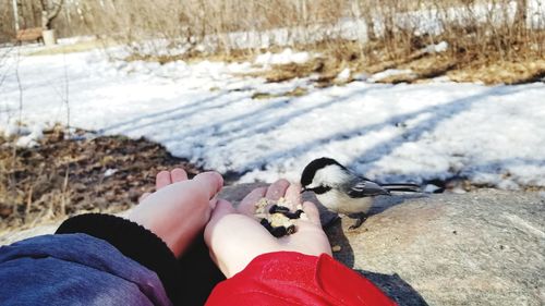 Low section of person on bird during winter