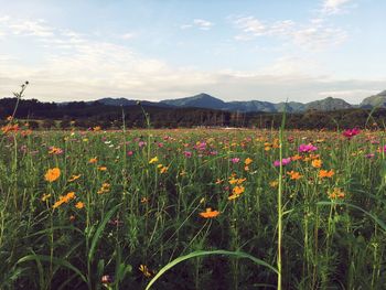 Poppies blooming on field against sky