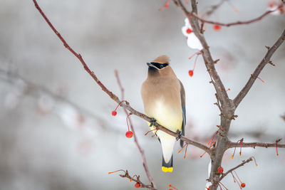 Close-up of bird perching on branch