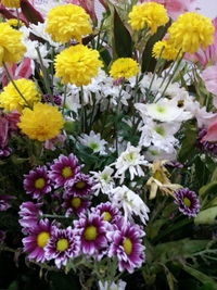 Close-up of yellow flowers