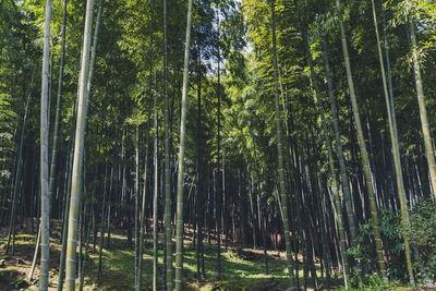 Trees growing in forest