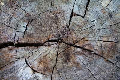 Close-up of tree stump in forest