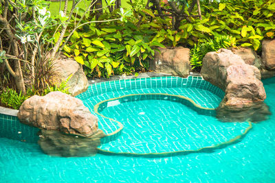 High angle view of turtle in swimming pool