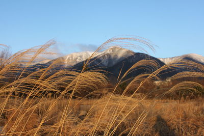 Plants growing on land against clear sky