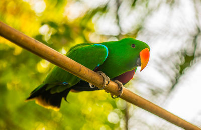 Close-up of parrot perching on branch