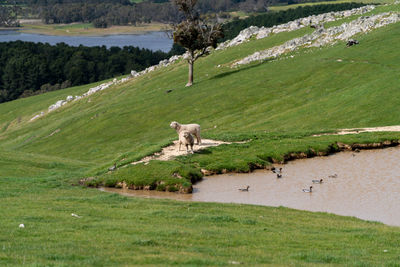 View of sheep on grassy field