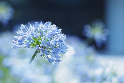 Close-up of purple agapanthus flowers blooming outdoors during sunny day