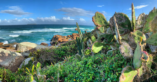 Praia mole in florianapolis brazil