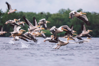 Seagulls flying over water