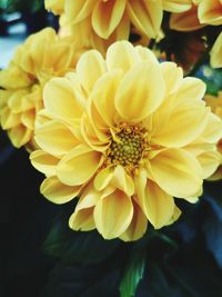 Close-up of yellow flowering plant