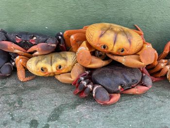 High angle view of fish