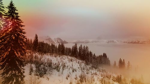 Trees on snow covered landscape against sky during sunset