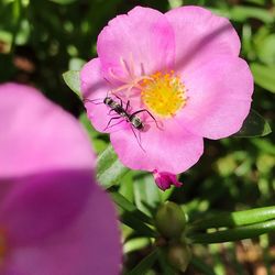 Close-up of bee on pink flower