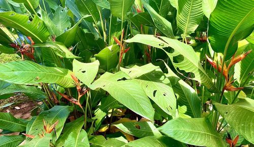 Close-up of insect on leaves