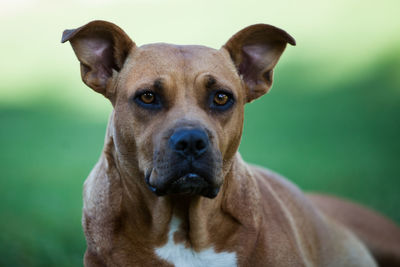 Close-up portrait of dog looking at camera