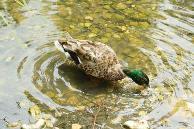 High angle view of duck in lake