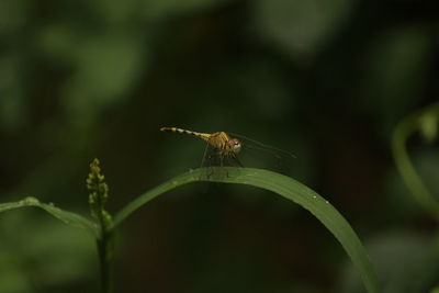 Close up shot of  single yellow dragonfly on the grass with blur background. 