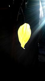 Close-up of yellow leaf