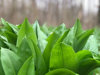 Close-up of green leaves