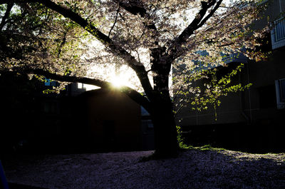 Sun shining through trees