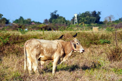 Cow  standing in a field