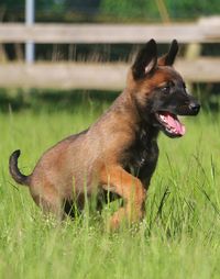 View of dog on field