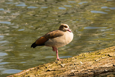 Close-up of duck in lake