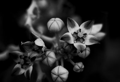 Close-up of flowering plant